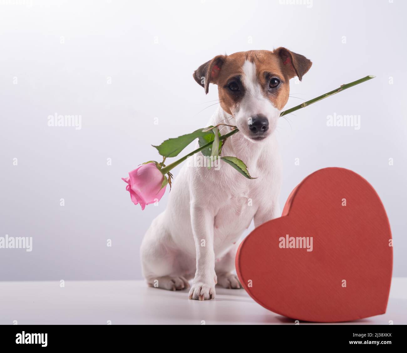 A cute little dog sits next to a heart-shaped box and holds a pink rose in his mouth on a white background. Valentine's day gift Stock Photo