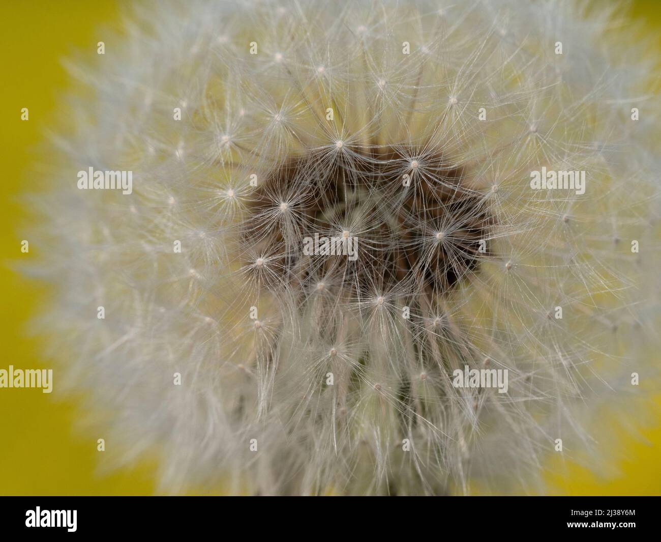 Image-filling macro photo of a dandelion against a yellow background Stock Photo