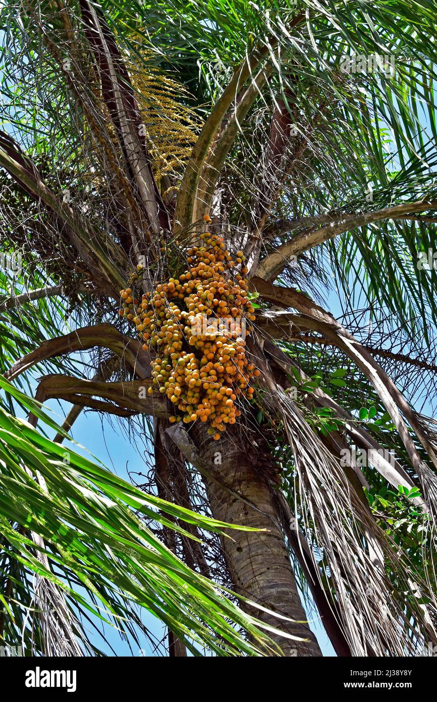 Yellow palm tree fruits (Syagrus romanzoffiana), Rio Stock Photo