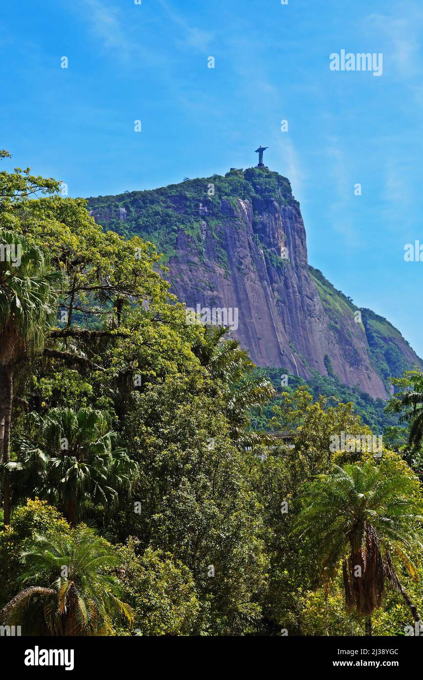 Tropical rainforest with Corcovado Mountain in the background, Rio de Janeiro Stock Photo