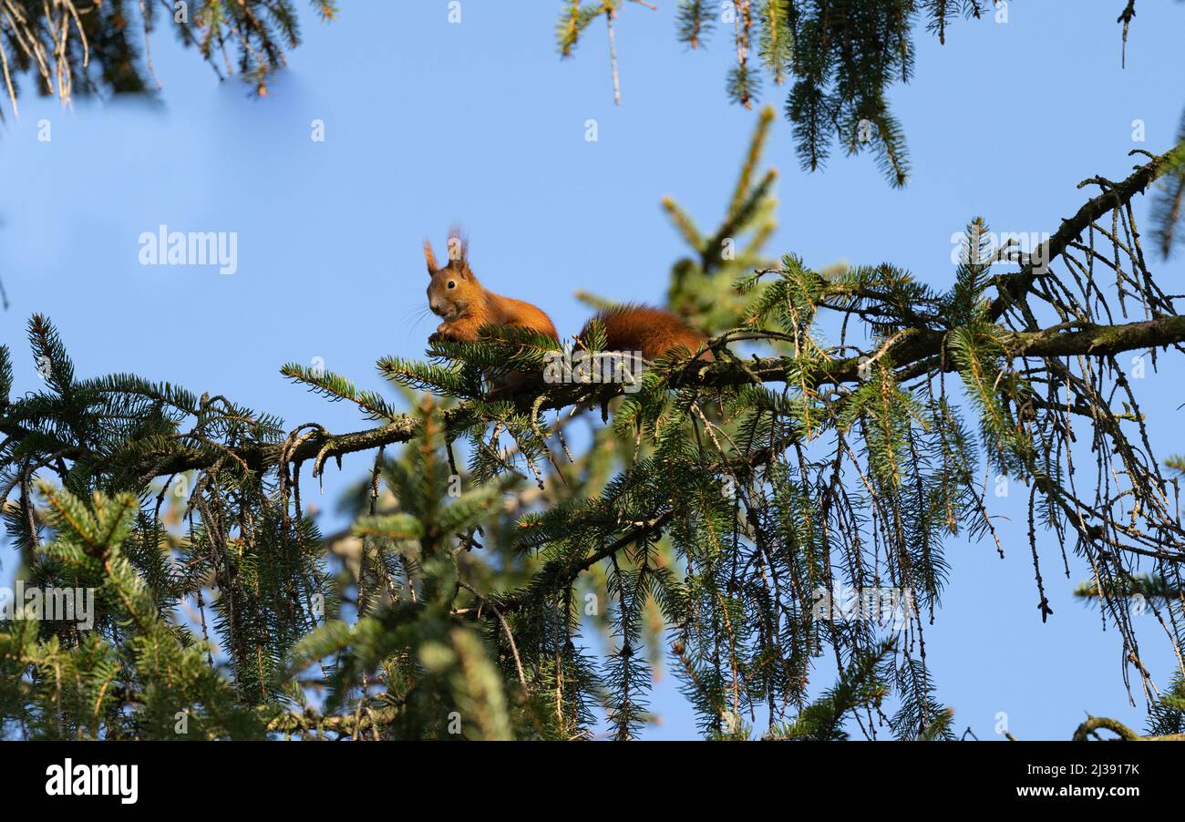 A European Red Squirrel In A Pine Tree Stock Photo - Alamy