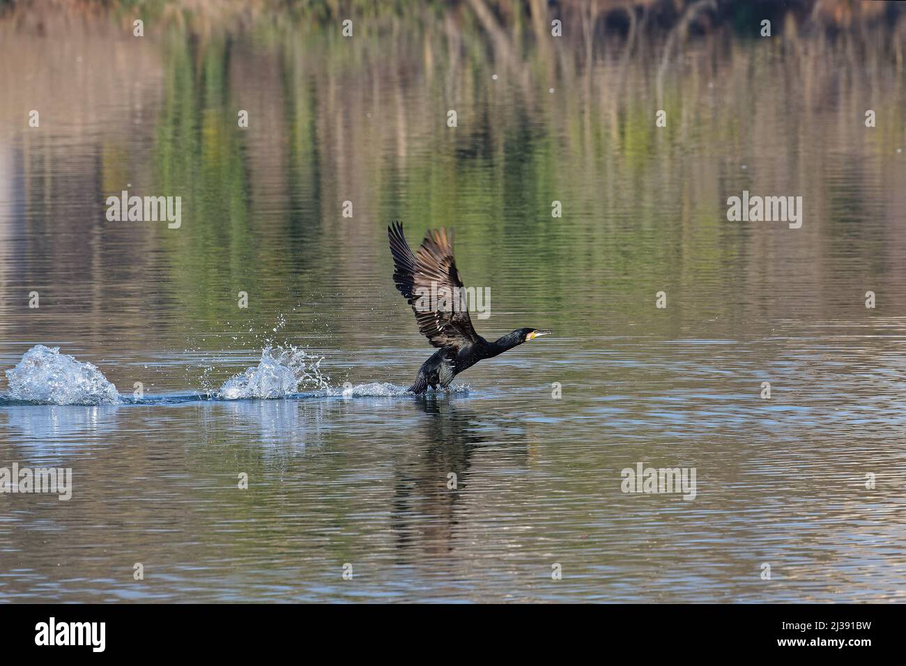 When the great cormorant takes-off over the lake Stock Photo
