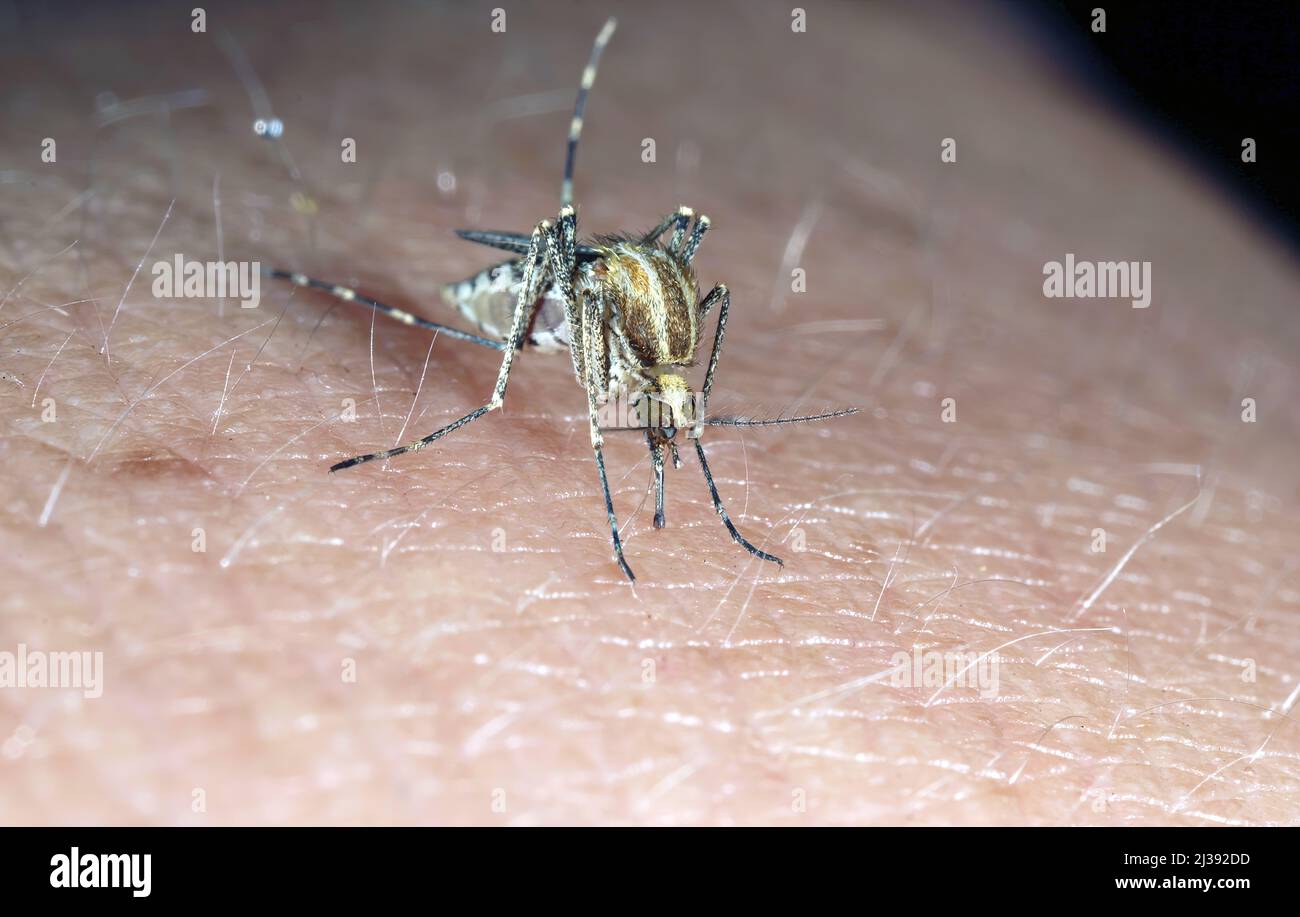 Dangerous Malaria Infected Mosquito Skin Bite. Leishmaniasis, Encephalitis, Yellow Fever, Dengue, Malaria Disease, Mayaro or Zika Virus Infectious. Stock Photo