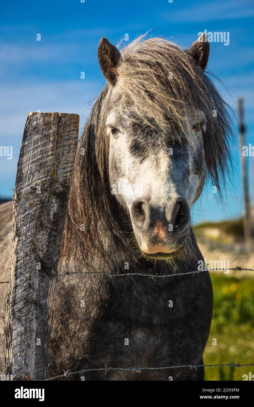 Connemara Pony near Ballyconneely, Connemara, County Galway, Ireland. Stock Photo