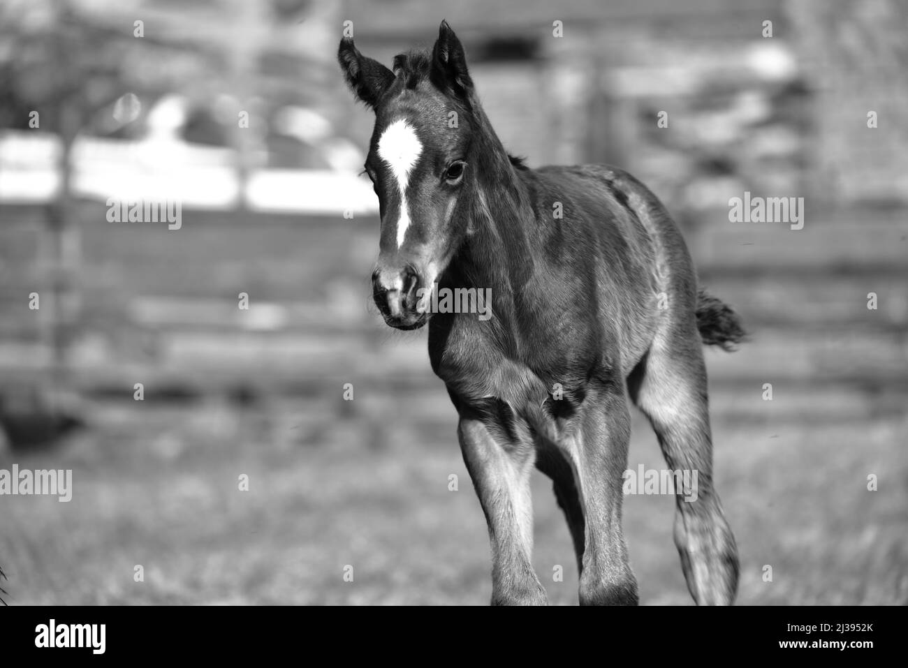 Thoroughbreds Black and White Stock Photos & Images Alamy