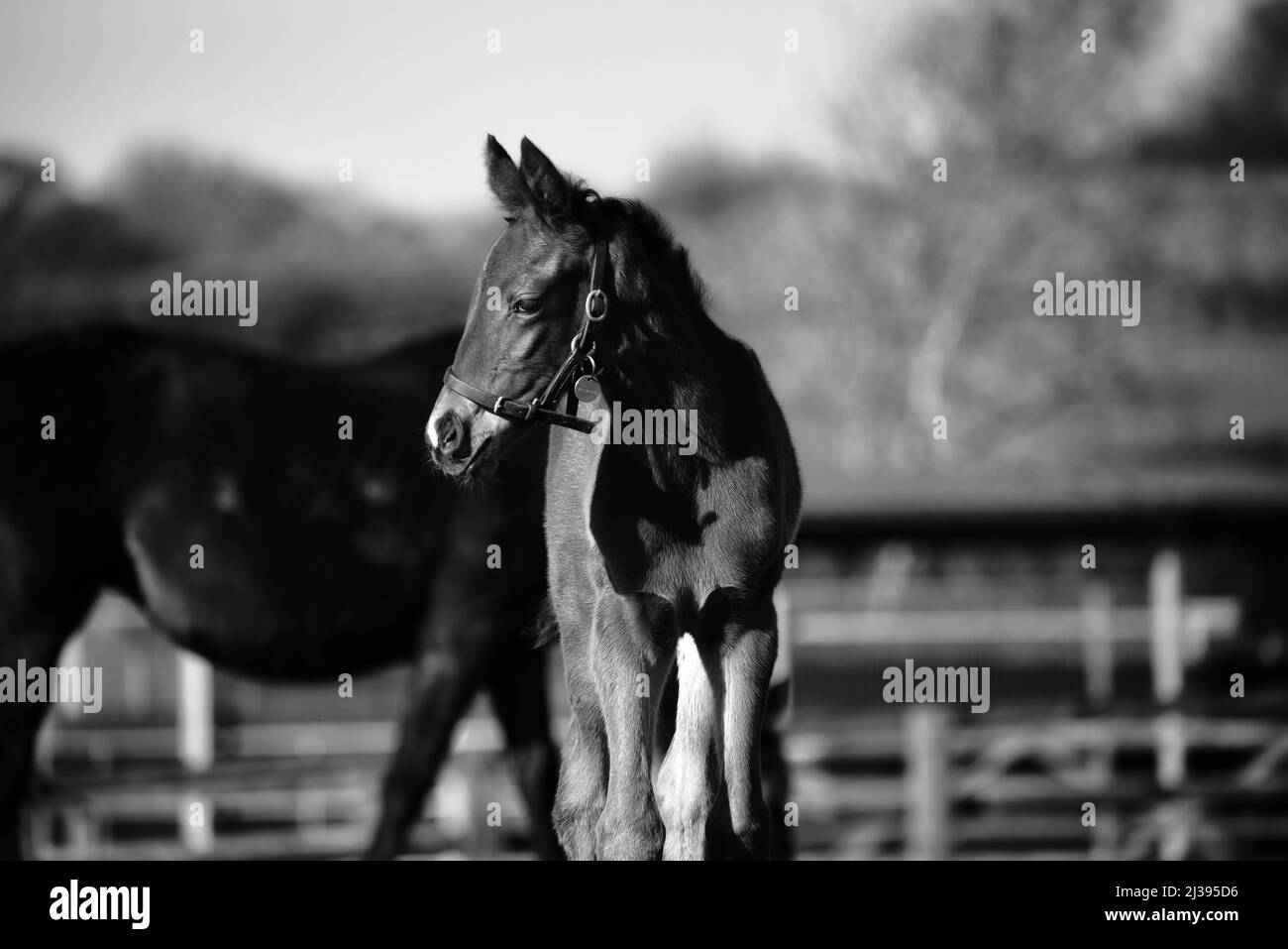 Thoroughbred Foal Stock Photo