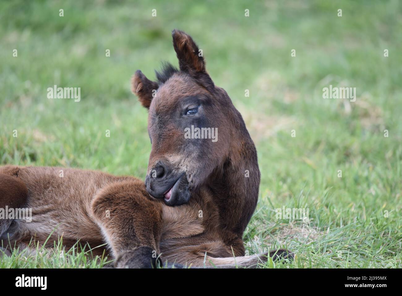 Thoroughbred Foal Stock Photo