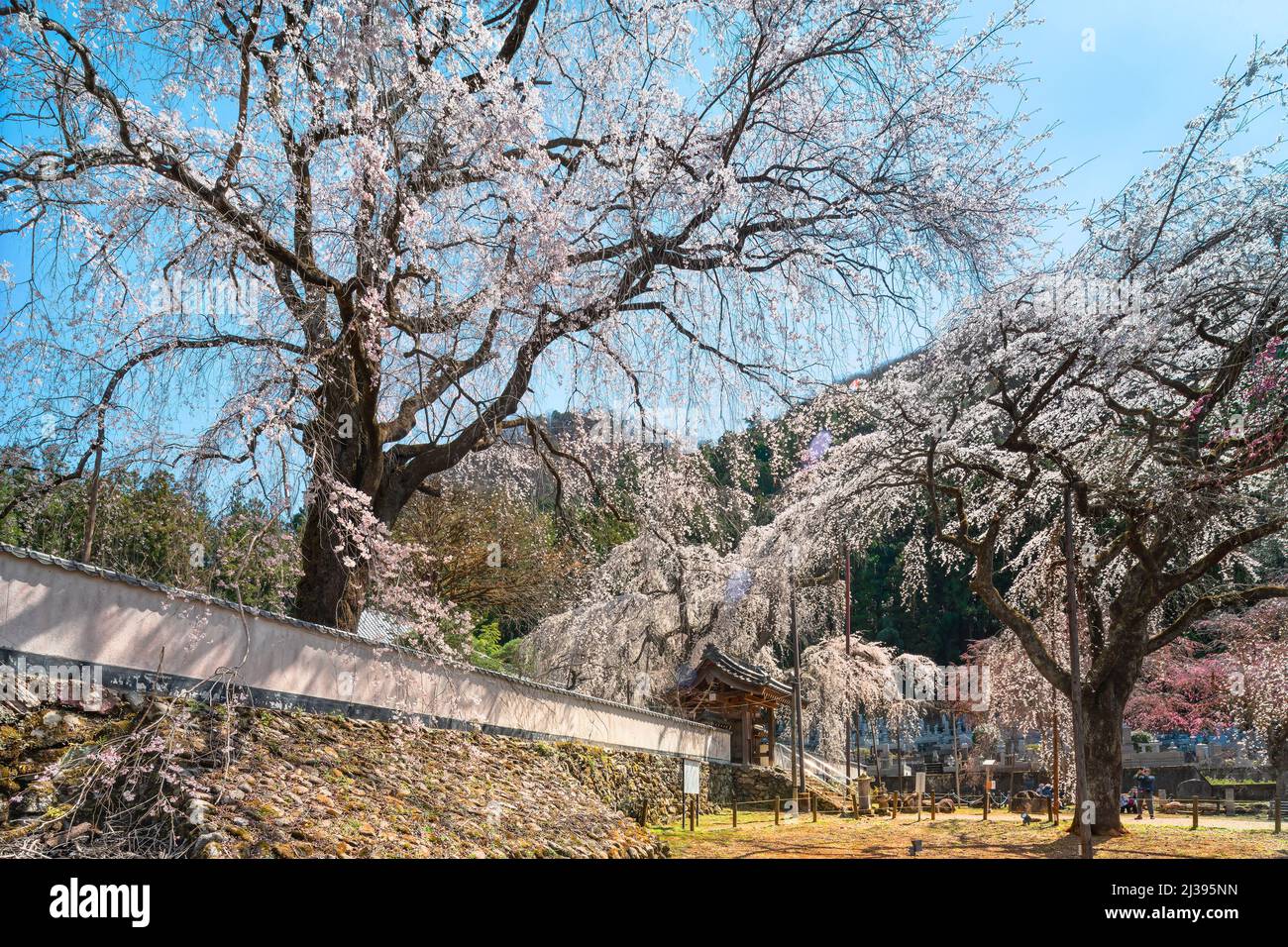 saitama, chichibu - april 04 2022: Majestic spring scenery depicting giantic shidarezakura weeping cherry blossoms trees overlooking the Yakuimon gate Stock Photo