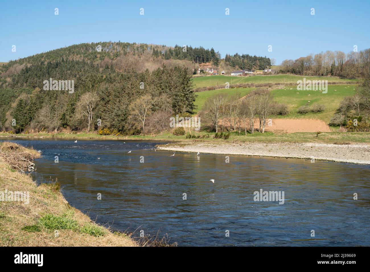 The River Tweed valley seen from riverside walk east of Melrose in the Scottish Borders, Scotland, UK Stock Photo