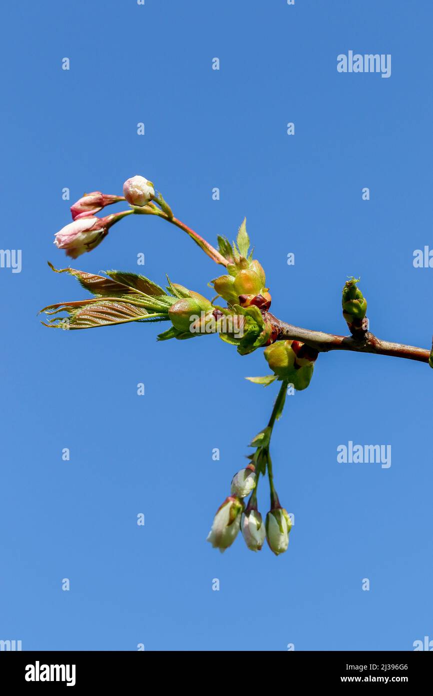 New Spring bud growth on 'Spreading Plum' tree 'Prunus divaricata'. Fresh budding branch against blue sky background. Dublin, Ireland Stock Photo