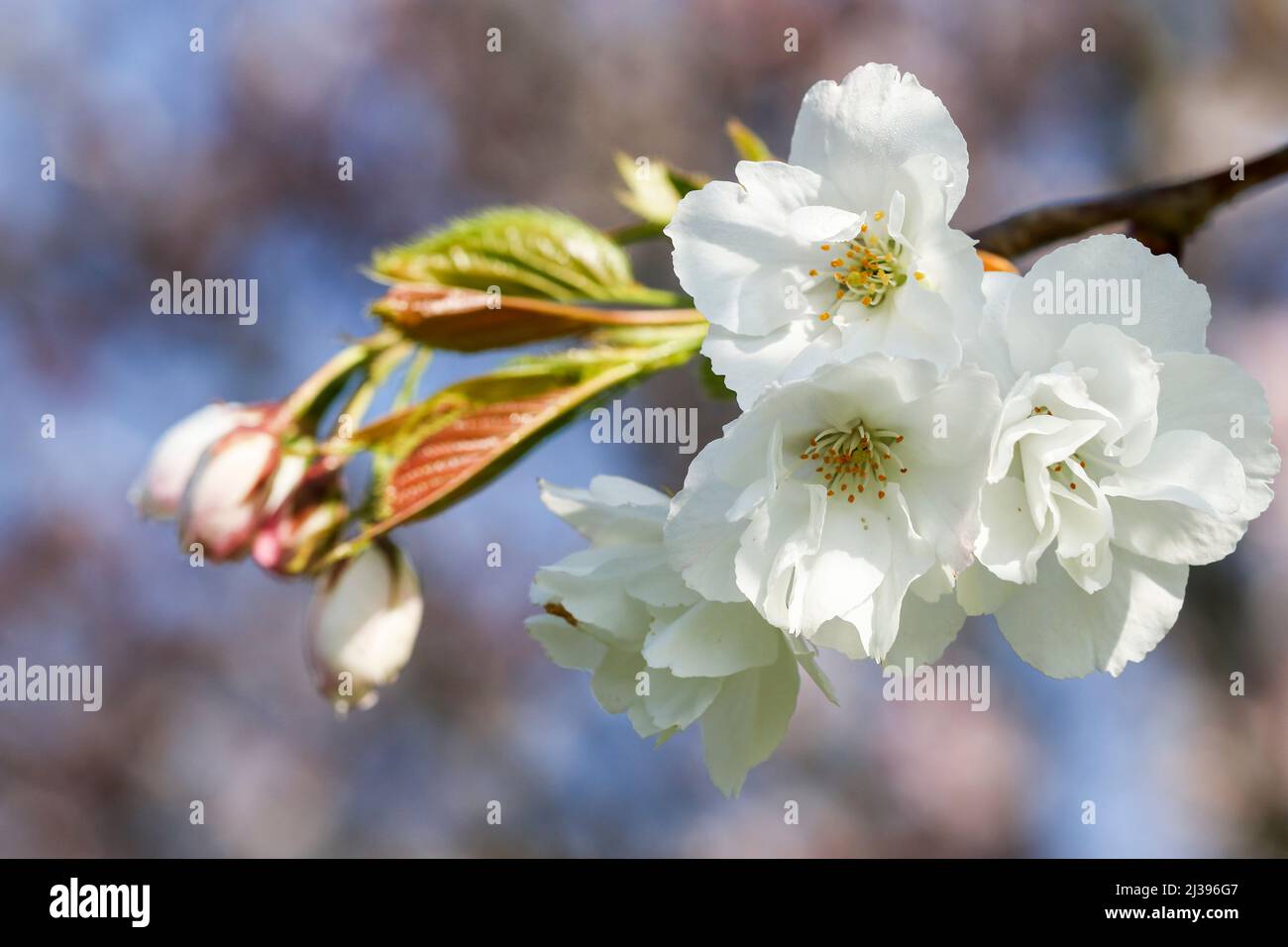 Spring buds and blossoms on 'Prunus divaricata' or 'Spreading Plum' tree. Soft pink white petals against bokeh background. Dublin, Ireland Stock Photo