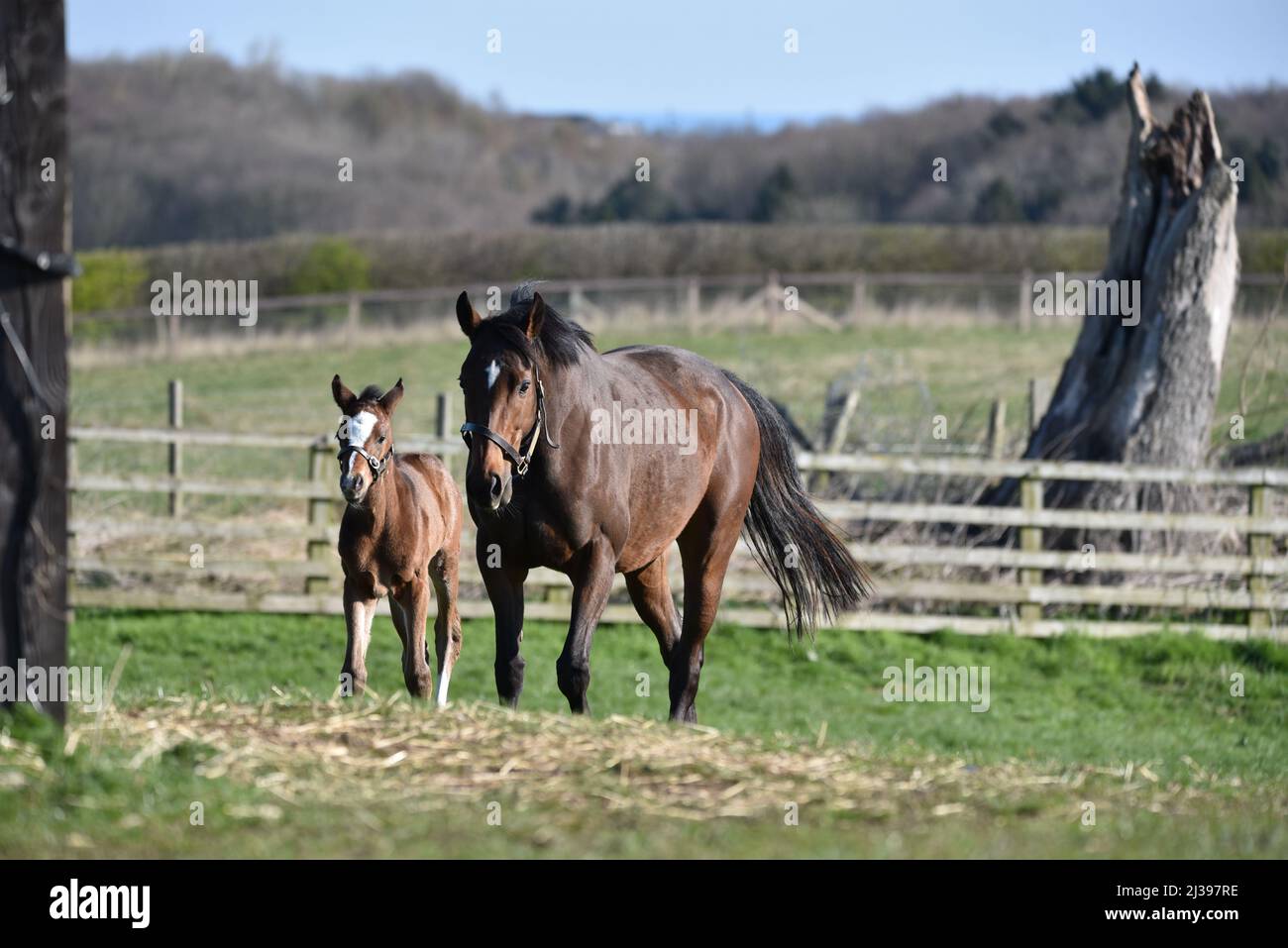 Mare with foal Stock Photo - Alamy