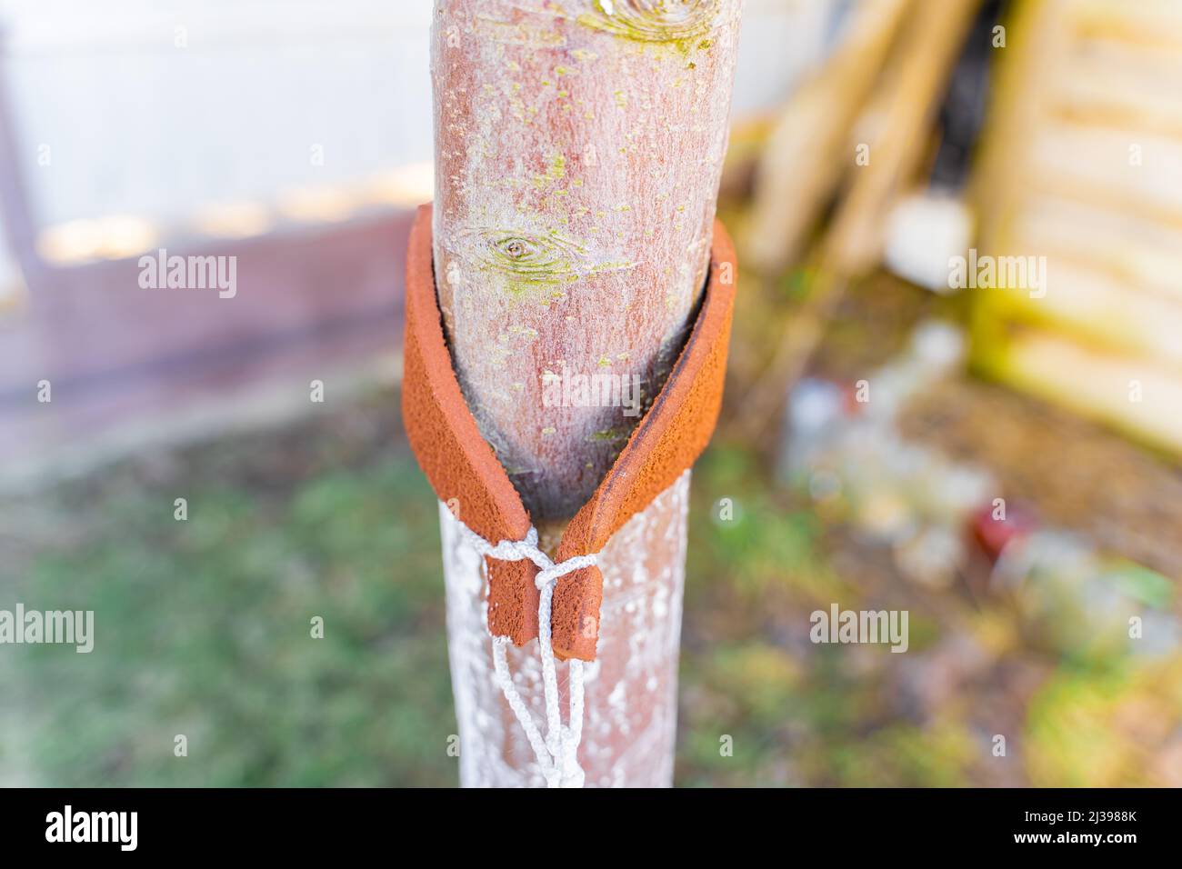 The apple tree is tied up with a leather patch. Aligning the growth of trees in the garden Stock Photo