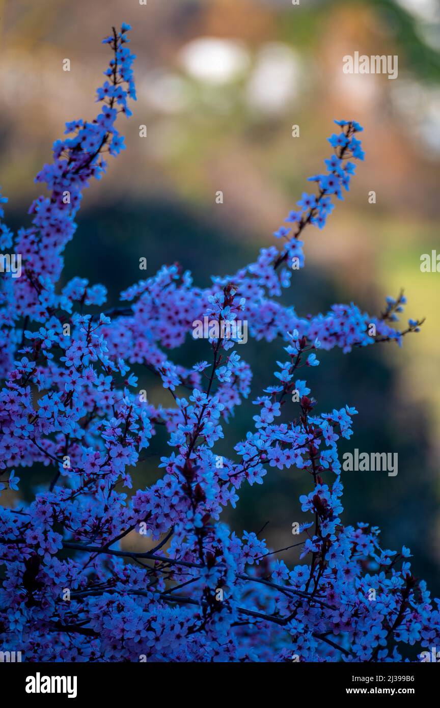 A Shallow focus of tiny white flowers on a peach tree during bloom time