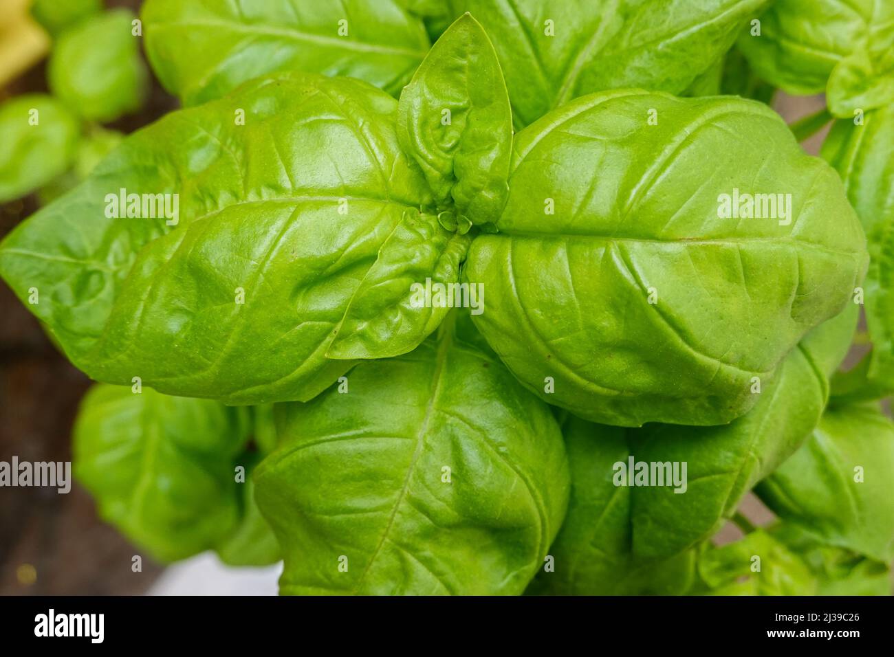 large leaf Basil plant growing. Herb Stock Photo Alamy