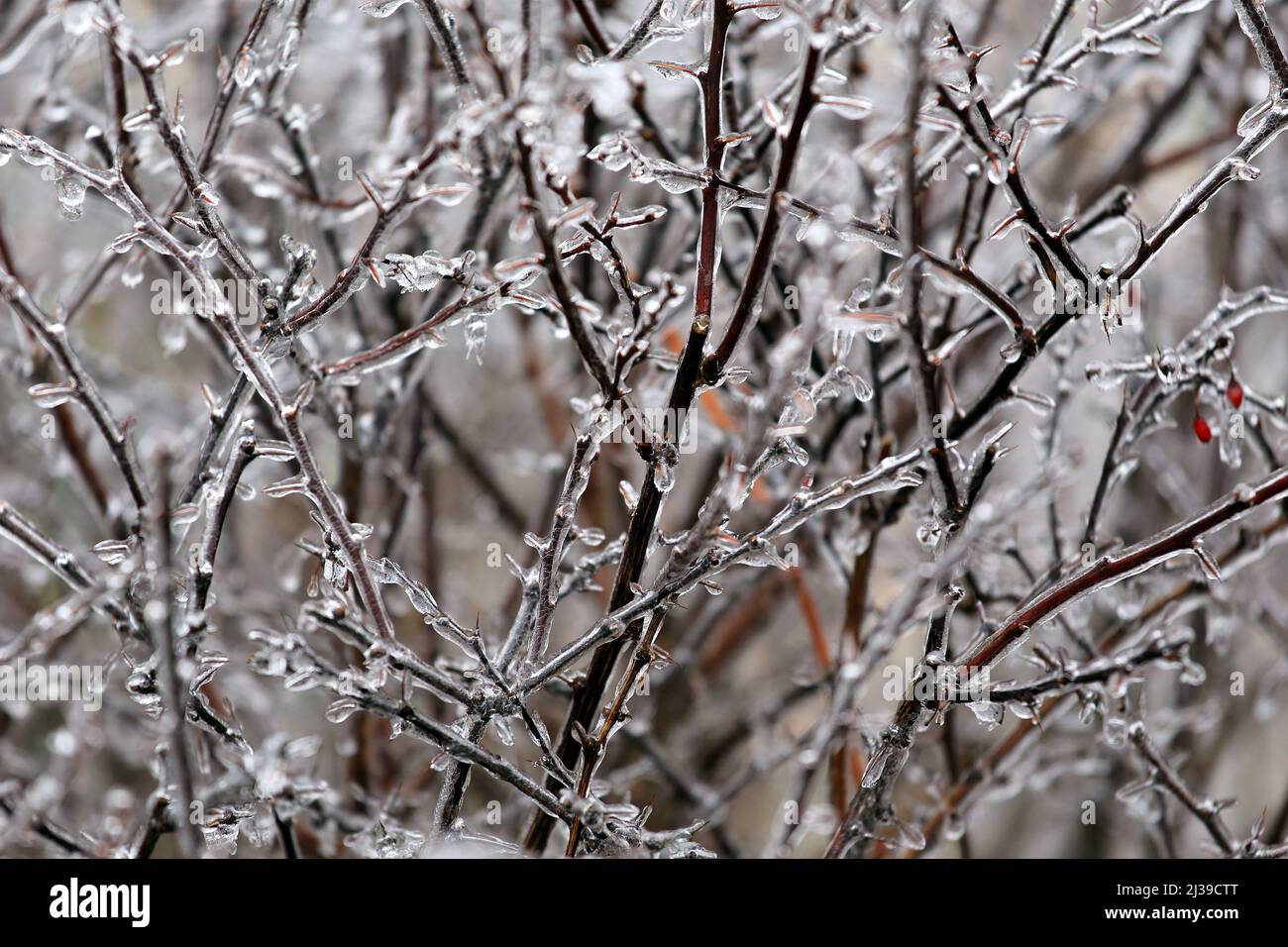 Ice covered bush Long Island New York Stock Photo