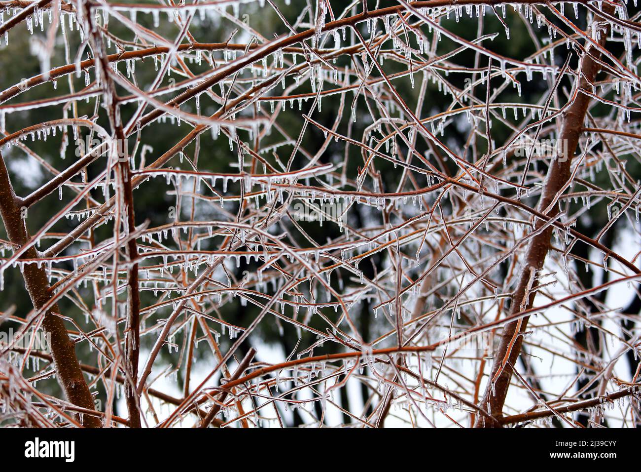 Ice covered bush Stock Photo