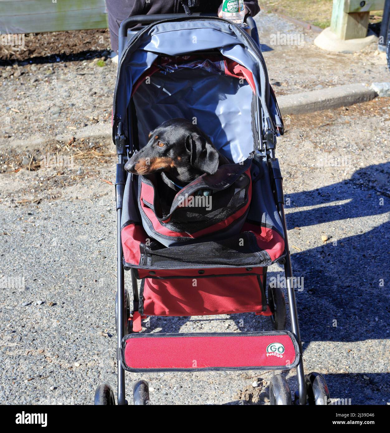 Dachshund in stroller Long Island New York Stock Photo