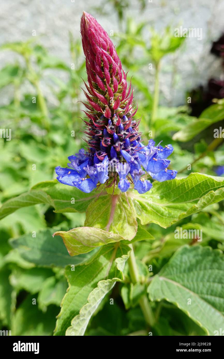 Blue Witches Hat (Pycnostachys urticifolia) close up  growing in Southern California USA Stock Photo