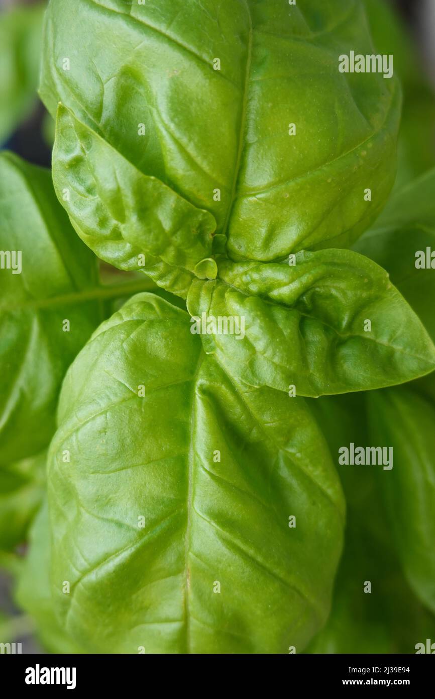 Why My Basil Plant Turning Yellow Order Discounted