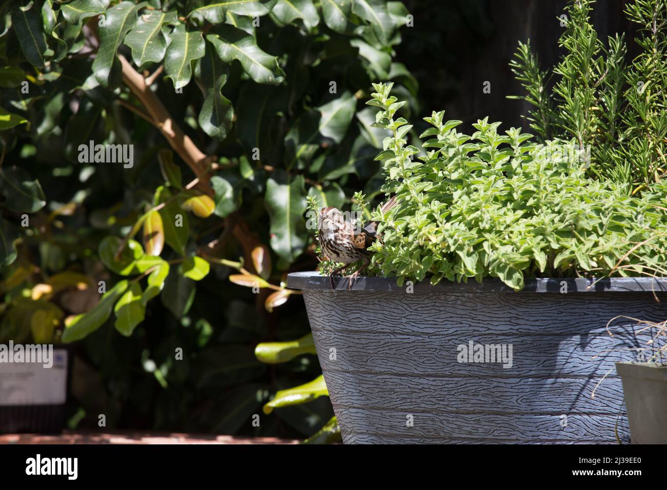 Song sparrow Melospiza melodiais  native of California and North America, Stock Photo