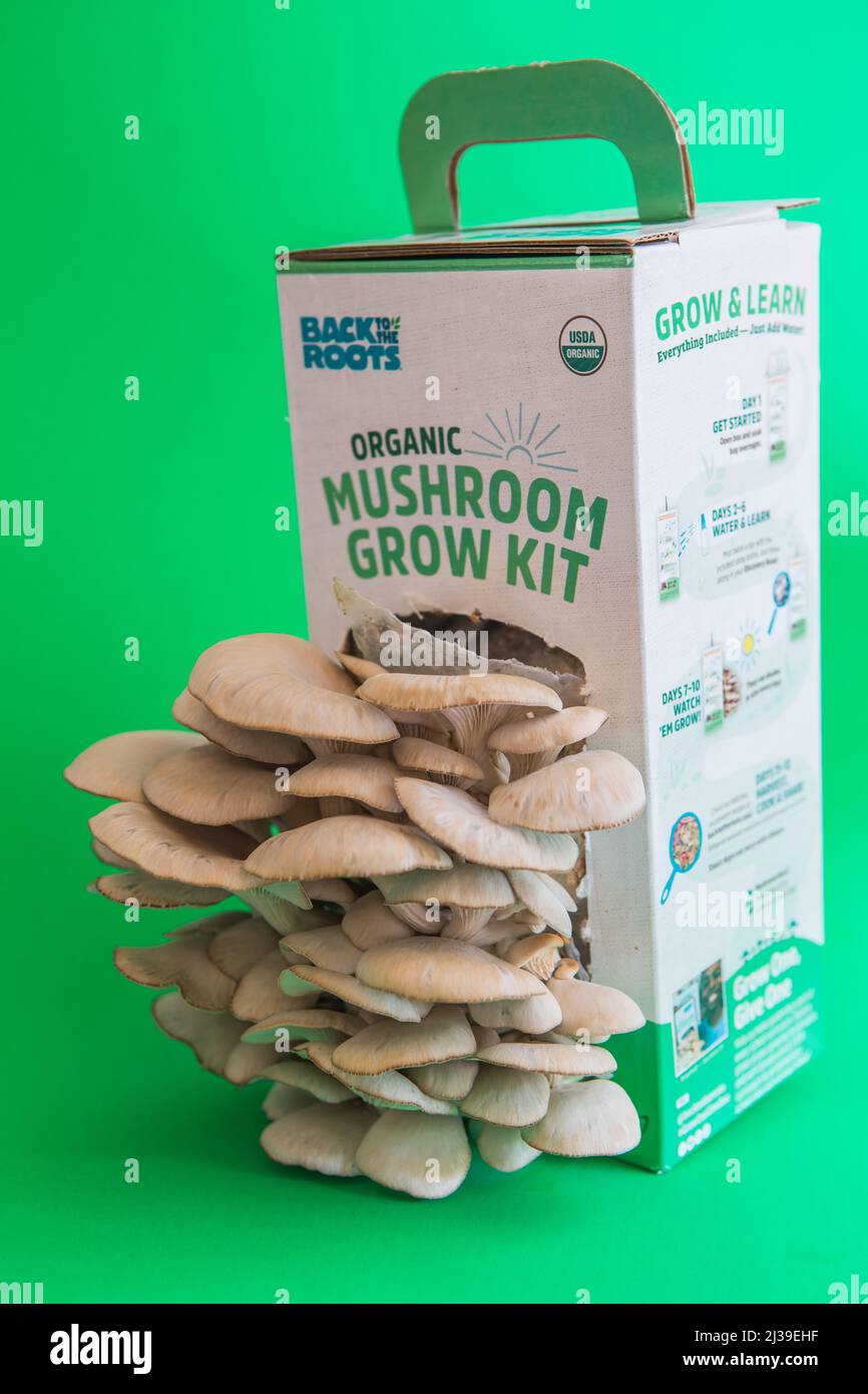 Organic Oyster mushroom grow kit box Stock Photo Alamy