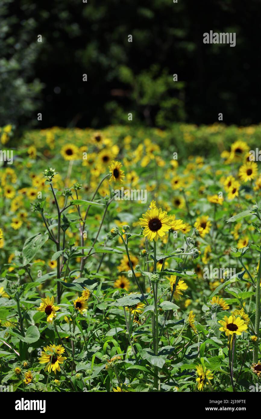 Scenery where many sunflowers are in bloom Stock Photo Alamy