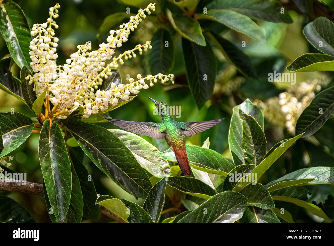 Rufous tailed hummingbird feeding in flight Stock Photo