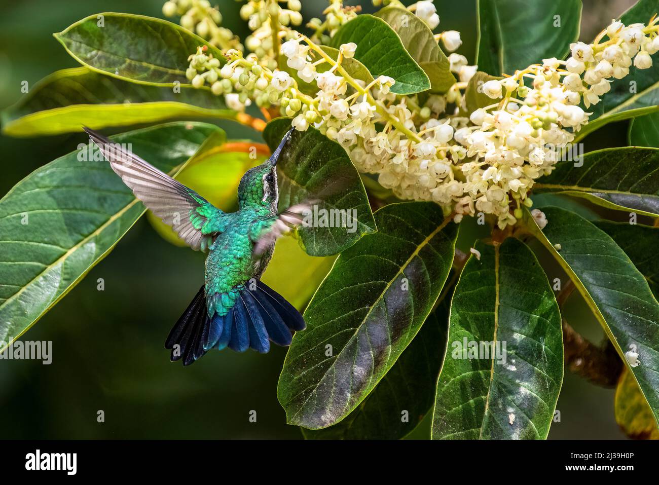 Violet headed hummingbird female in flight feeding from flowers Stock Photo