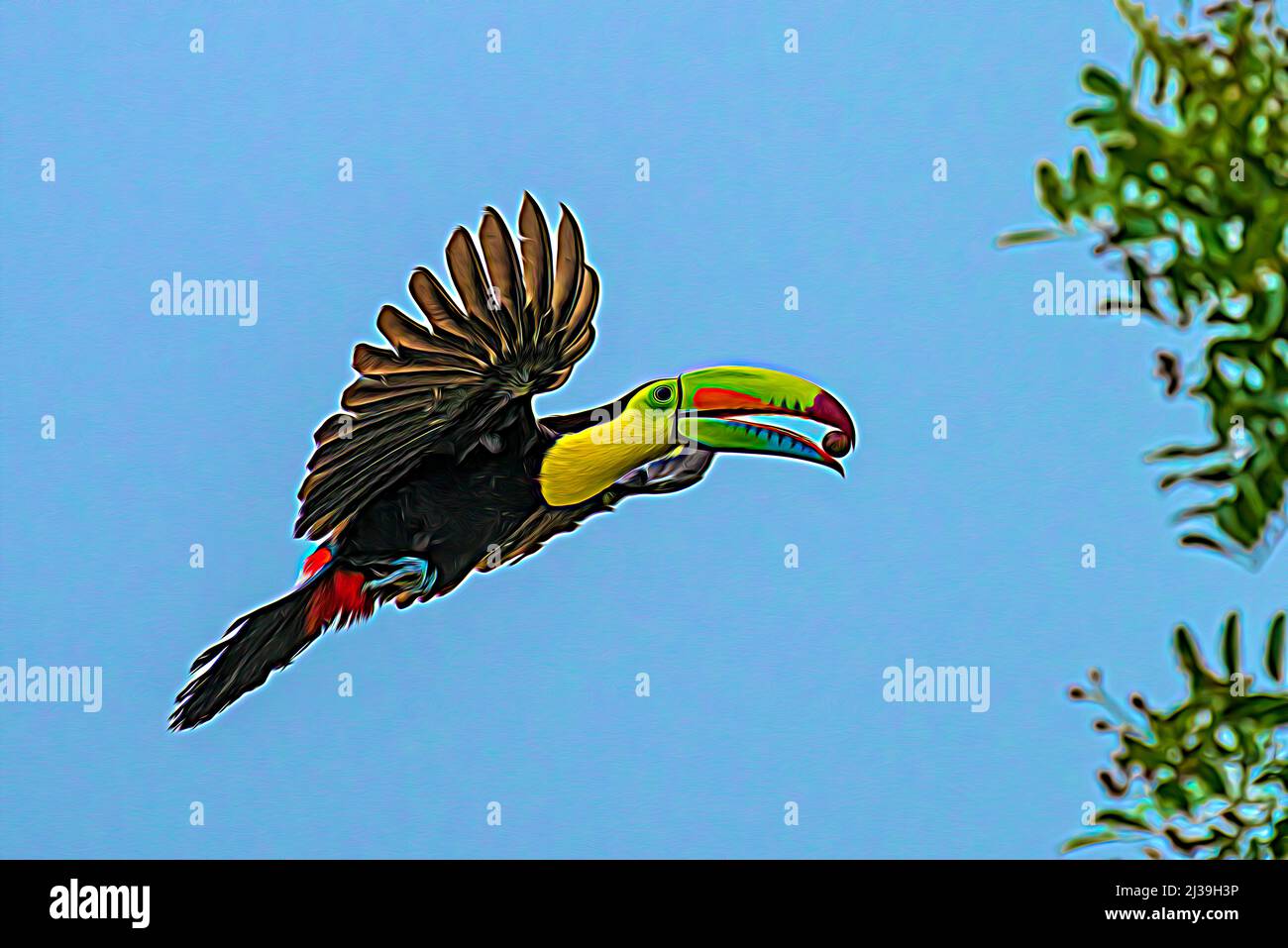 Keel billed toucan in flight with fruit blue sky background Stock Photo