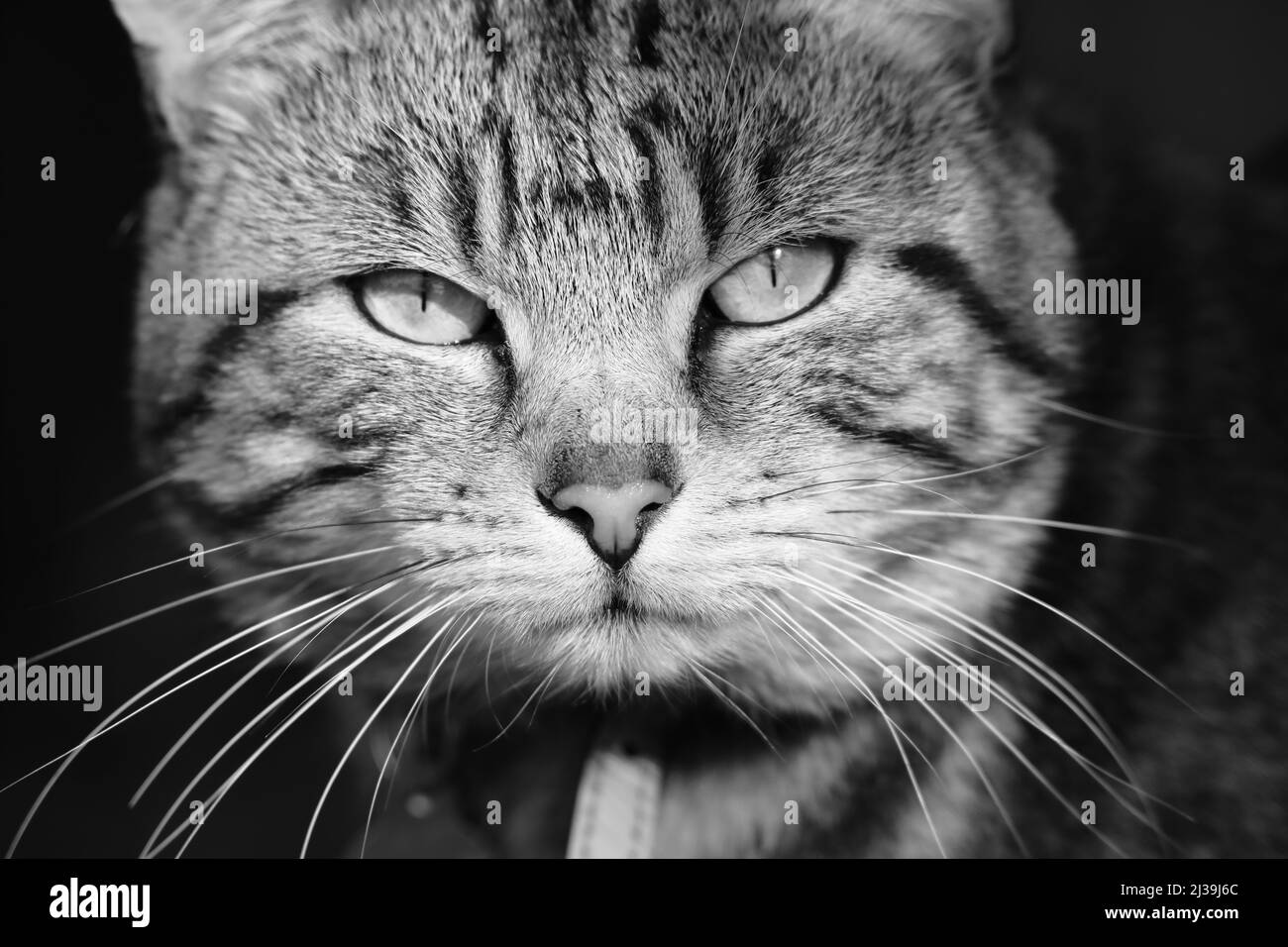 black and white head shot of a cat Stock Photo - Alamy