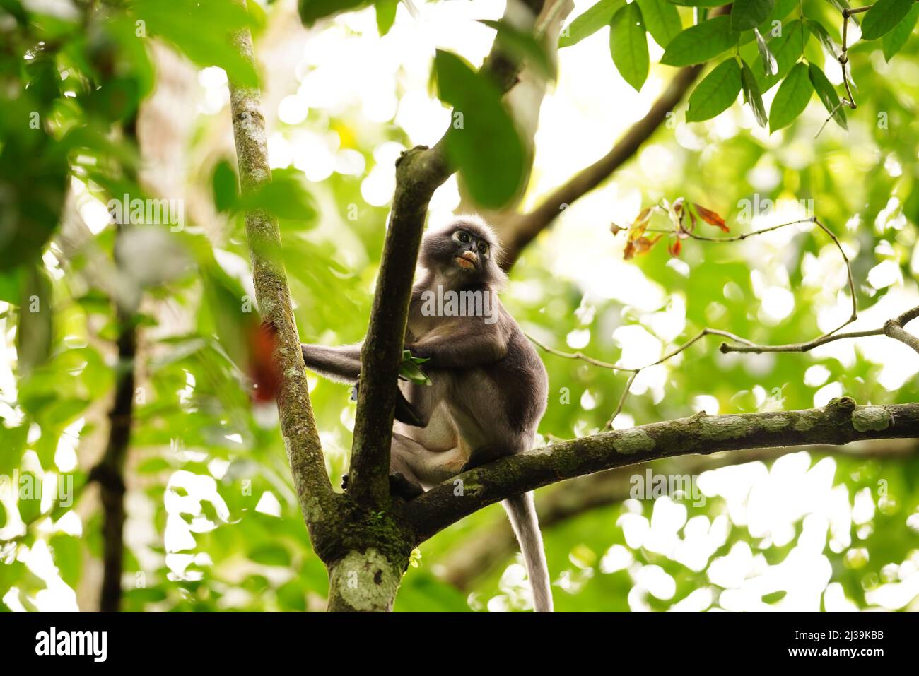 Dusky leaf monkey in rainforest in Langkawi, Malaysia Stock Photo