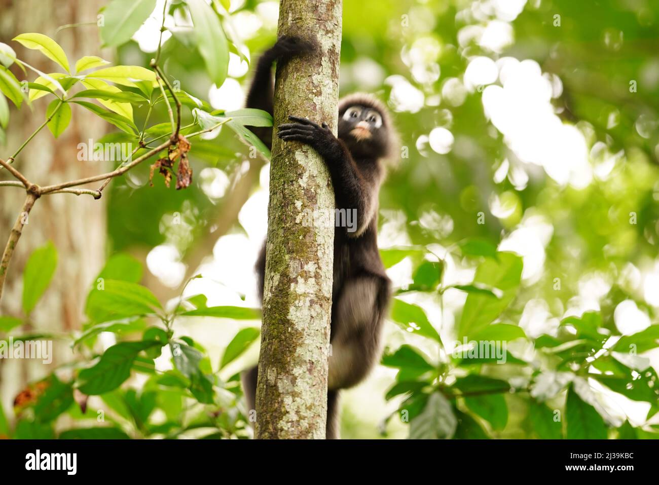 Dusky leaf monkey in rainforest in Langkawi, Malaysia Stock Photo