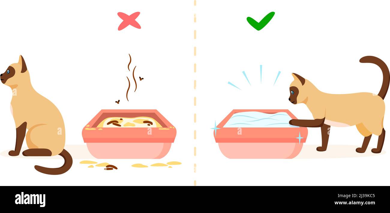 Dirty and clean cat litter box. Wrong and right way to maintain pet