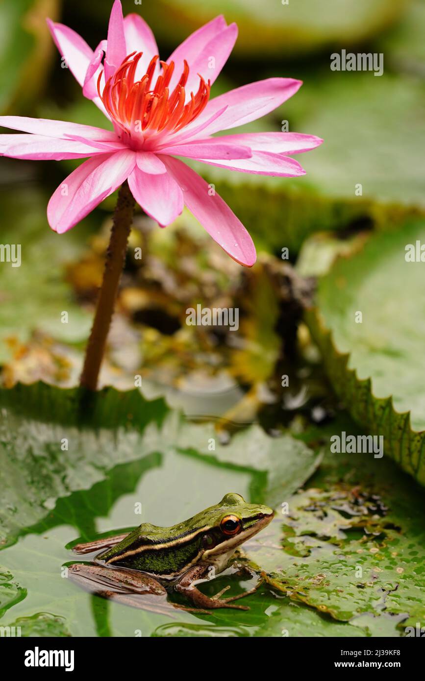 Tropical green frog in Langkawi, Malaysia Stock Photo