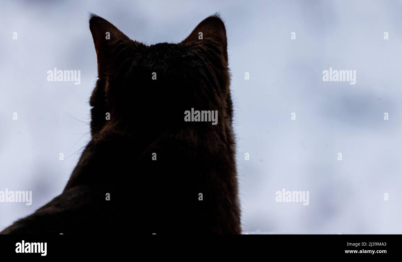 Cat silhouette from behind with ears up looking forward Stock Photo