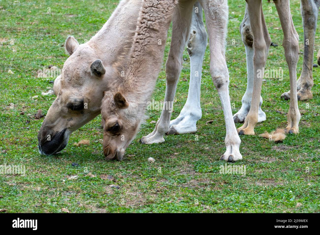 Kamel Mutter mit ihrem Fohlen - ein Durcheinander von Kopf und Beinen Stock Photo