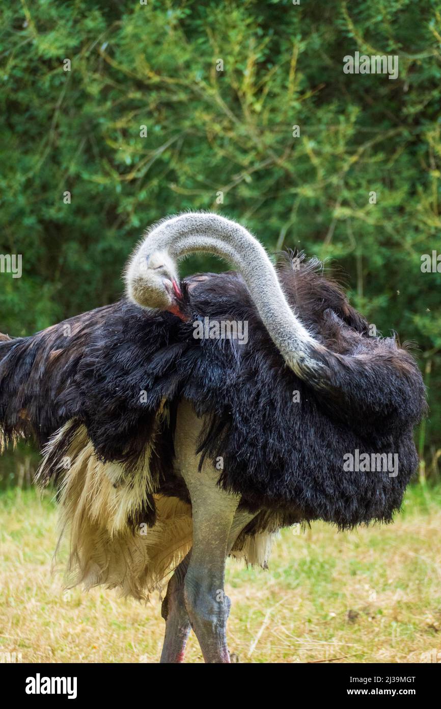 Afrikanischer Strauß mit suchendem Blick Stock Photo