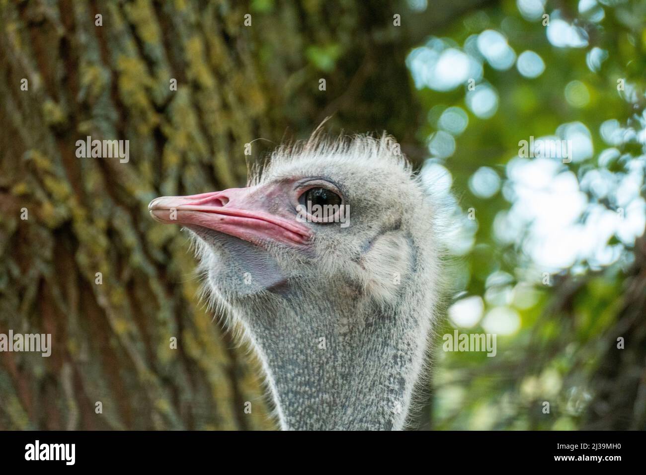 Afrikanischer Strauß mit suchendem Blick Stock Photo