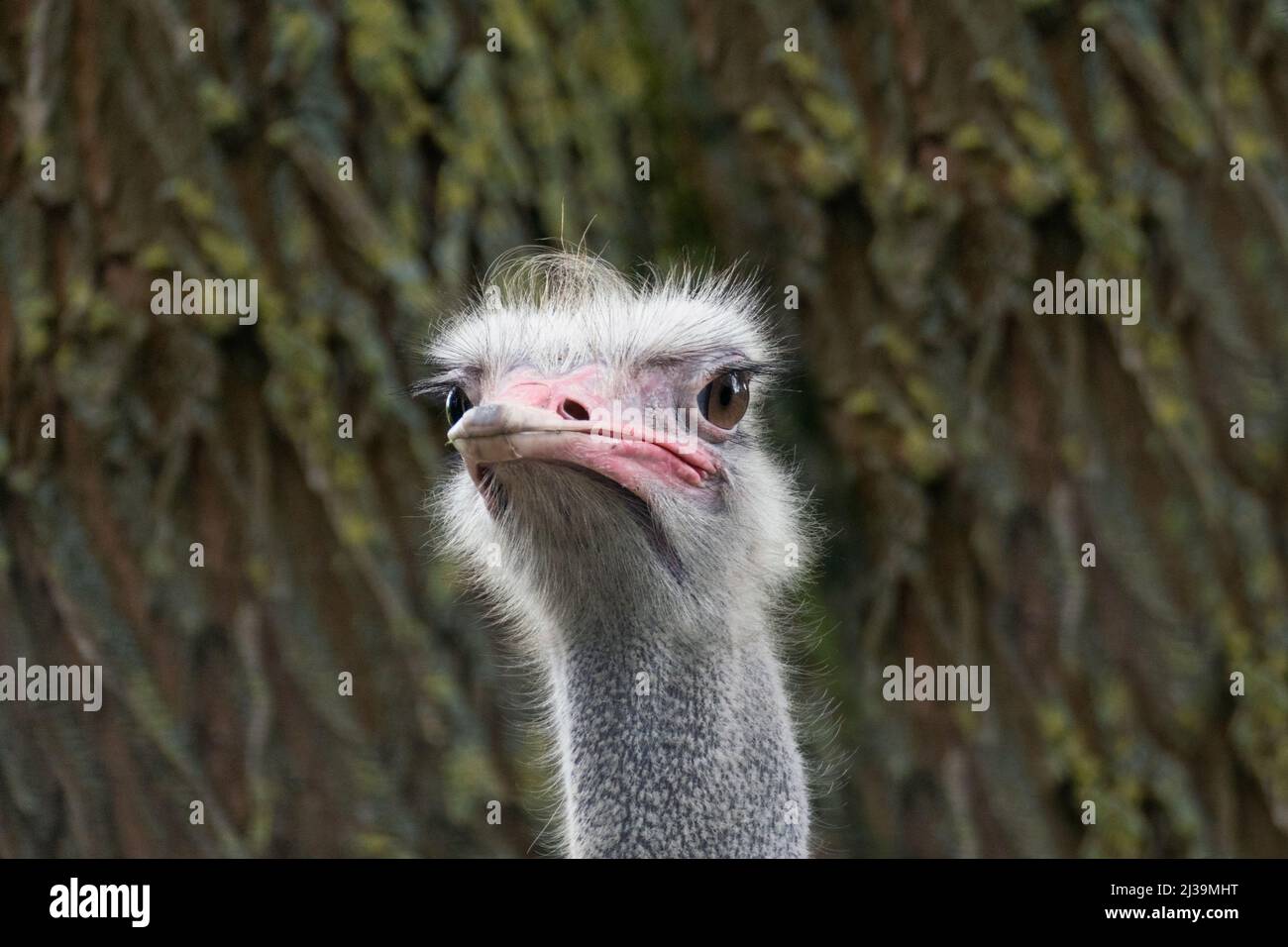 Afrikanischer Strauß mit suchendem Blick Stock Photo