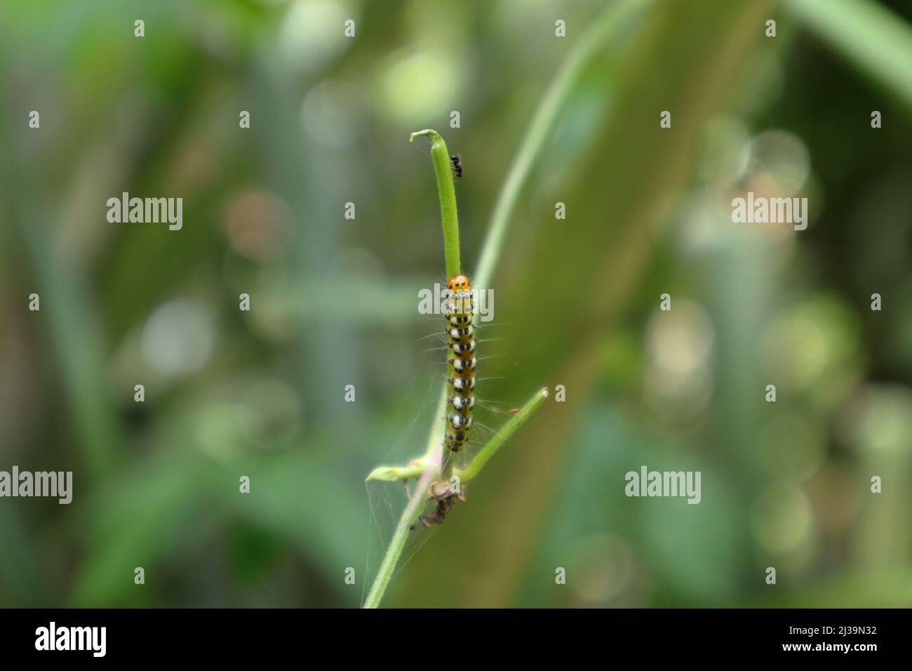 Black caterpillar long hair hi-res stock photography and images - Alamy