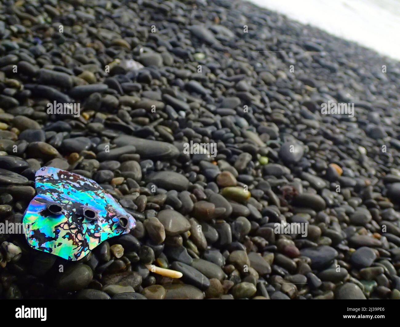 Part of a pāua (abalone) shell on a stony New Zealand  beach Stock Photo
