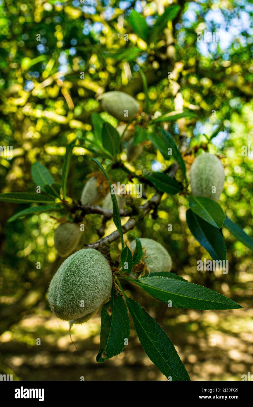 Immature Almonds in April 2022 a long way from the September harvest in the Central Valley of California USA Stock Photo