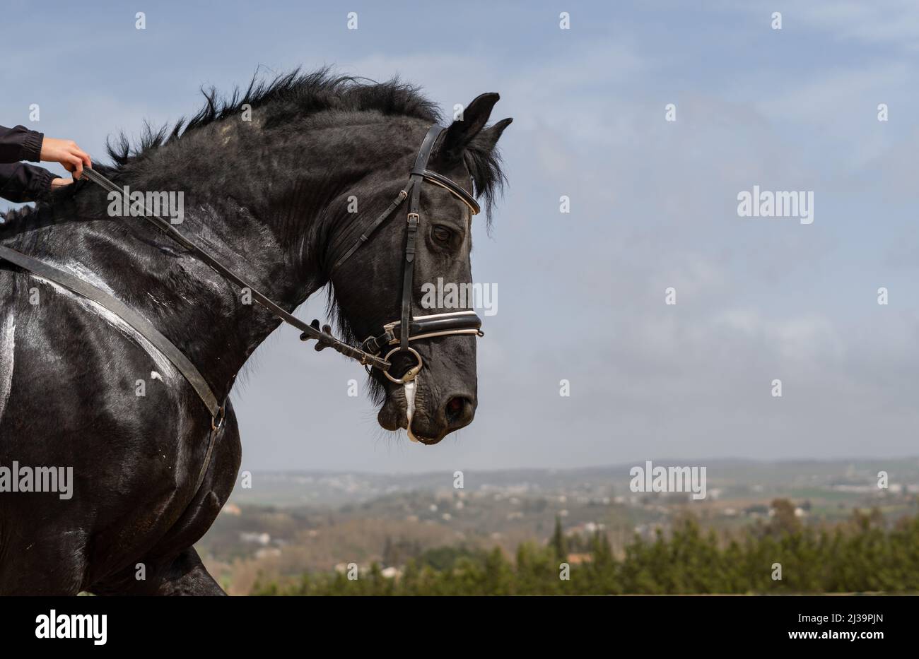 black horse with reins held by woman's hands Stock Photo Alamy