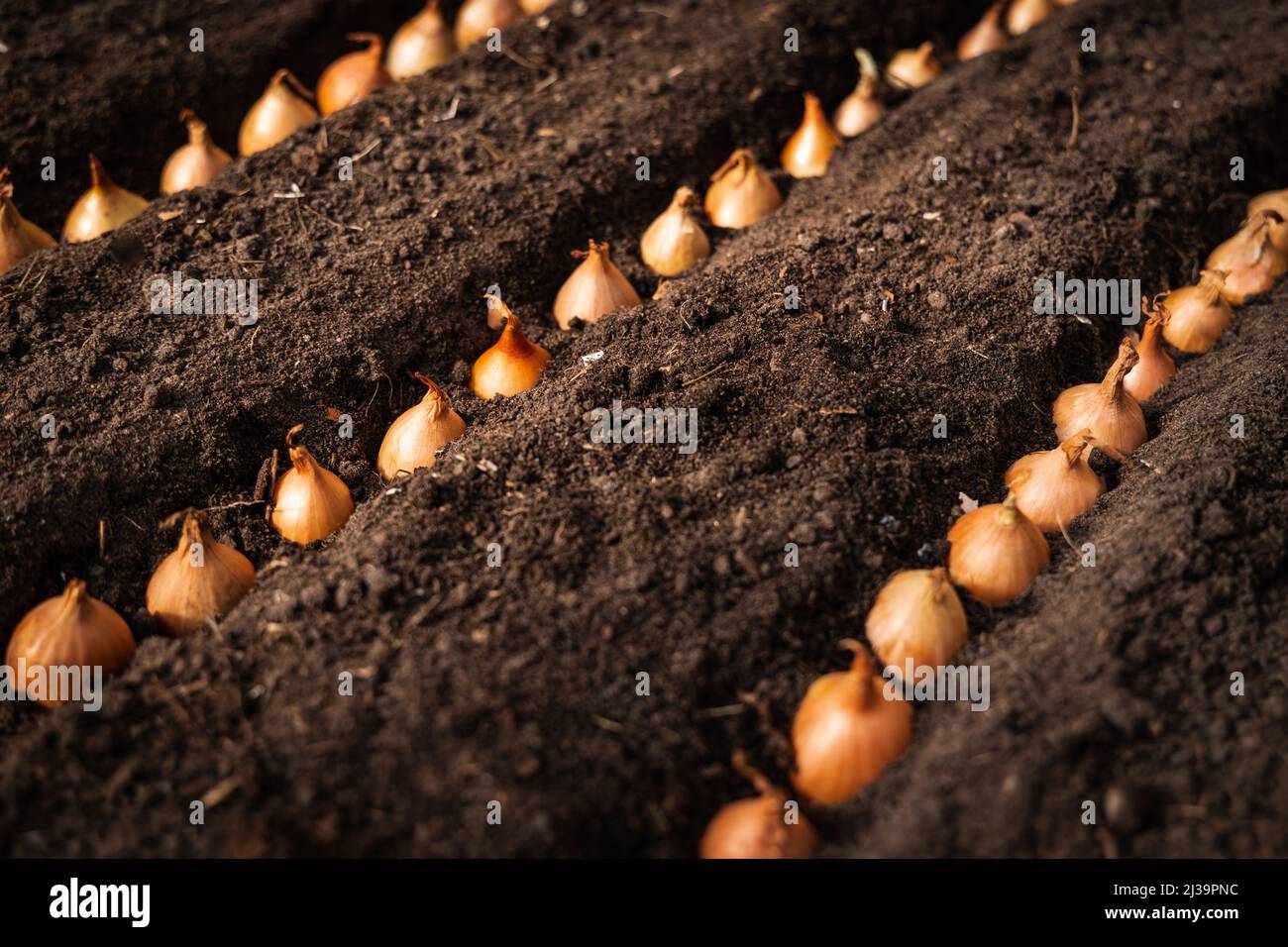 Onions for growing scallions in the fertile soil furrows Stock Photo