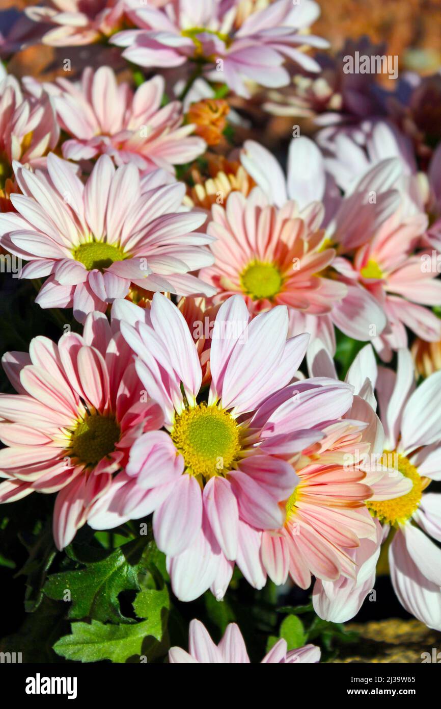 Indian chrysanthemum hires stock photography and images Alamy