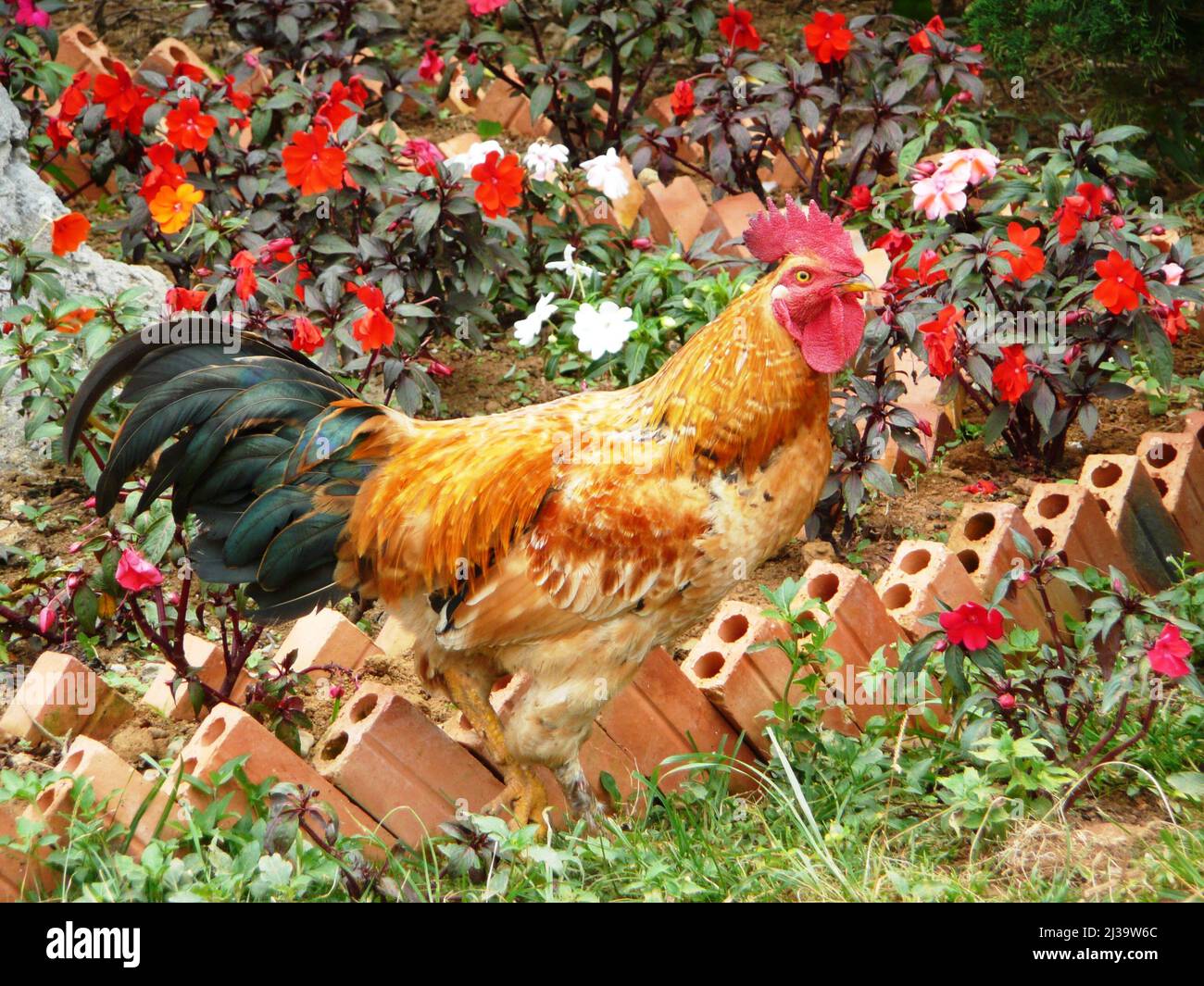 Garden Roster Rooster in a garden hi-res stock photography and images - Alamy