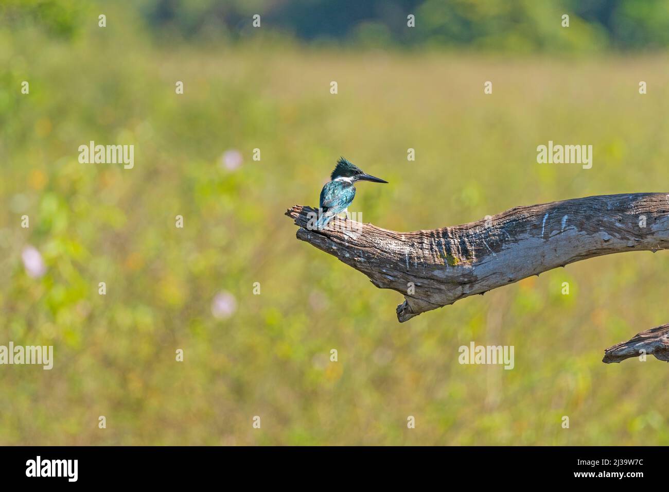 Amazon Kingfisher in the Pantanal in Brazil Stock Photo