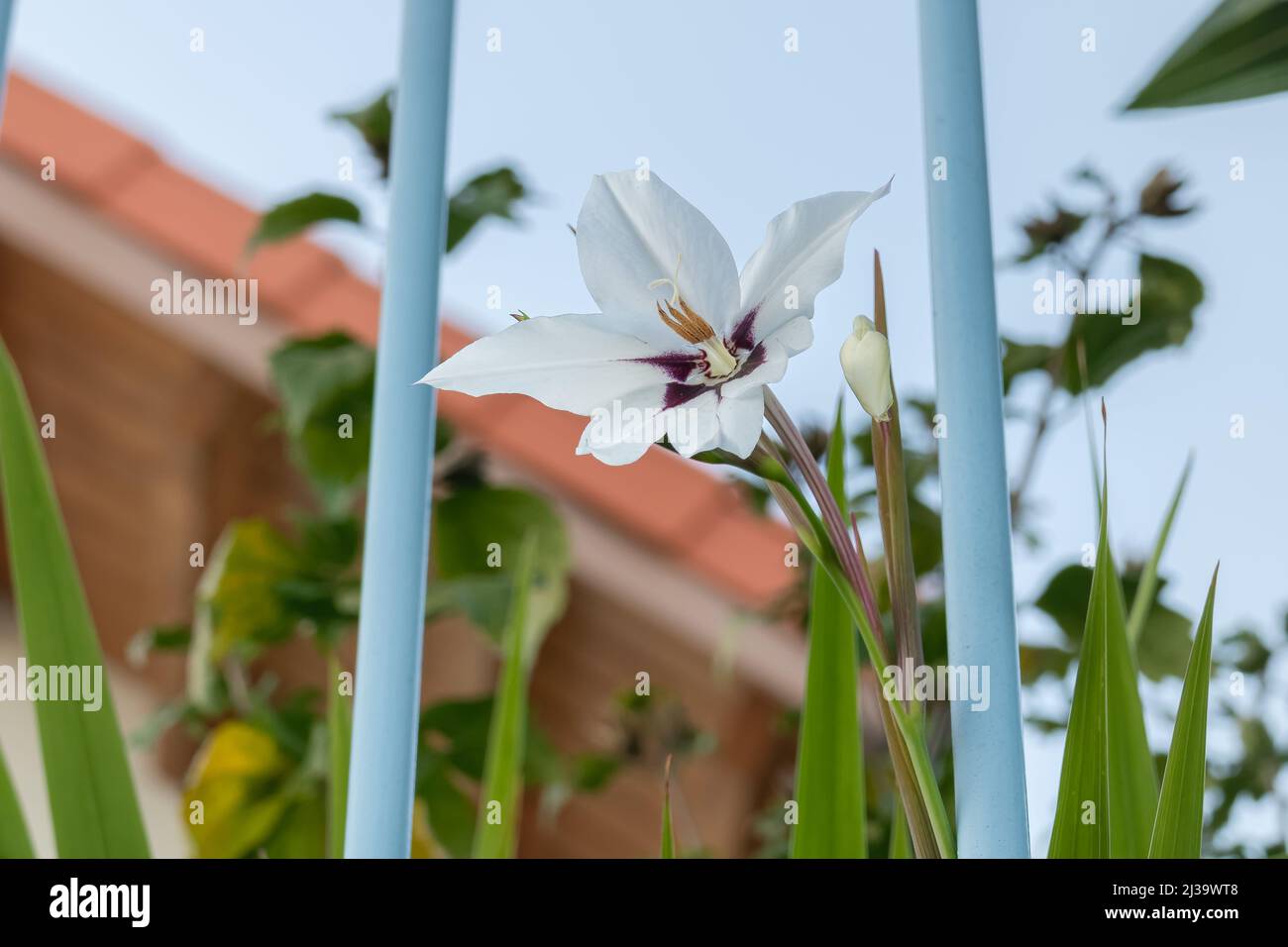 flower and bulb of acidanthera plant close up view Stock Photo