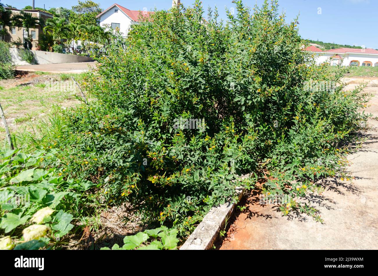 Blooming Lush Pigeon Peas Trees Stock Photo Alamy